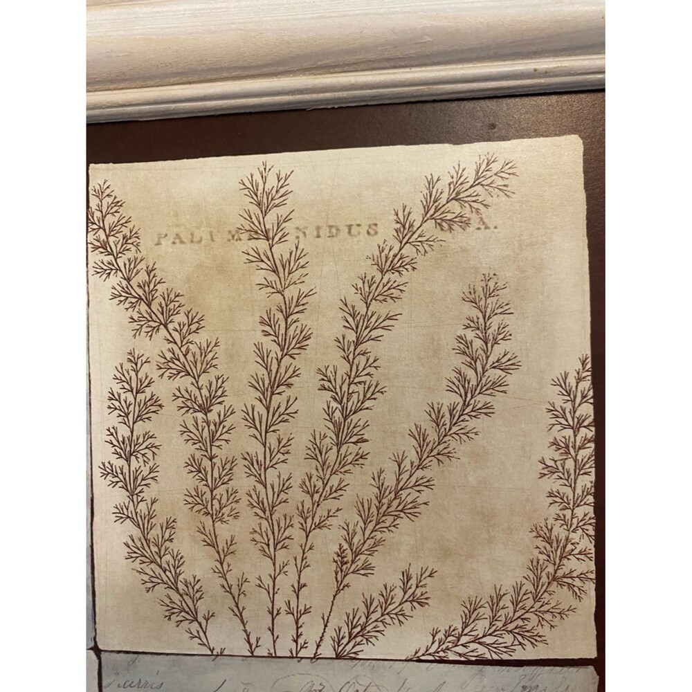 Stephanie Marrott Sea Shell Wall Art - with a Quote from Chopin - Picture 4 of 9